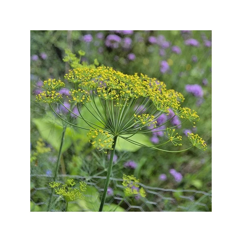 Little Seed Store 300+MAMMOTH Long Island DILL Seeds Native Culinary