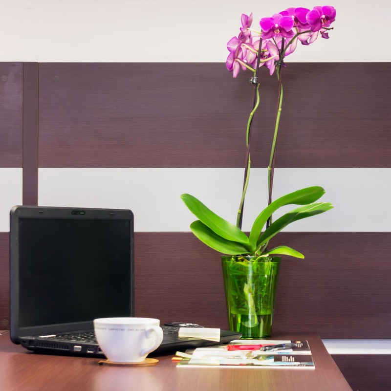 Prosperplast Clear translucent COUBI ORCHID plastic pot