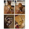 ERKOON Juego de Juguetes de Cuerda para Perros, Pelota de