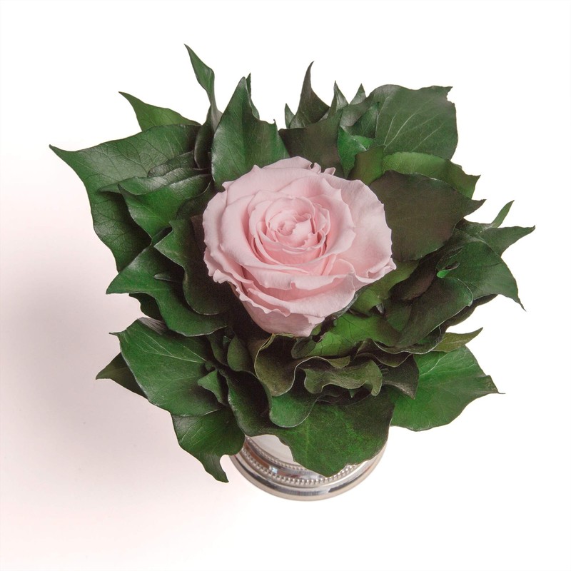 ROSEMARIE SCHULZ Heidelberg Infinity Flower in Silver Cup 1 Eternal
