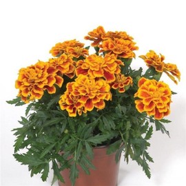 50 Seeds Marigold Seeds French Durango Bee Seeds Plant eldcy (Seeds)