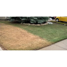 EcoColorants Concentrated Green Grass Paint - 128 oz (Gallon) Lawn Paint for Dry, Patchy or Dormant Grass - Covers up to 4,000 Square Feet - Natural, Vibrant, Easy to Apply Turf Colorant