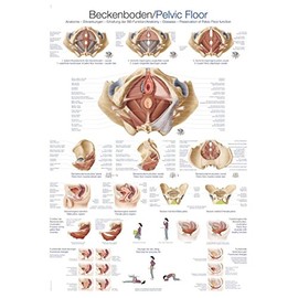Educational Board "Pelvic Floor", 50 x 70 cm