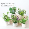 山久 造花 インテリア CT触媒加工のグリーンミニポット 5個おまかせセット 姫グリーン 観葉植物 0910-9010a 人工観葉植物 フェイクグリーン