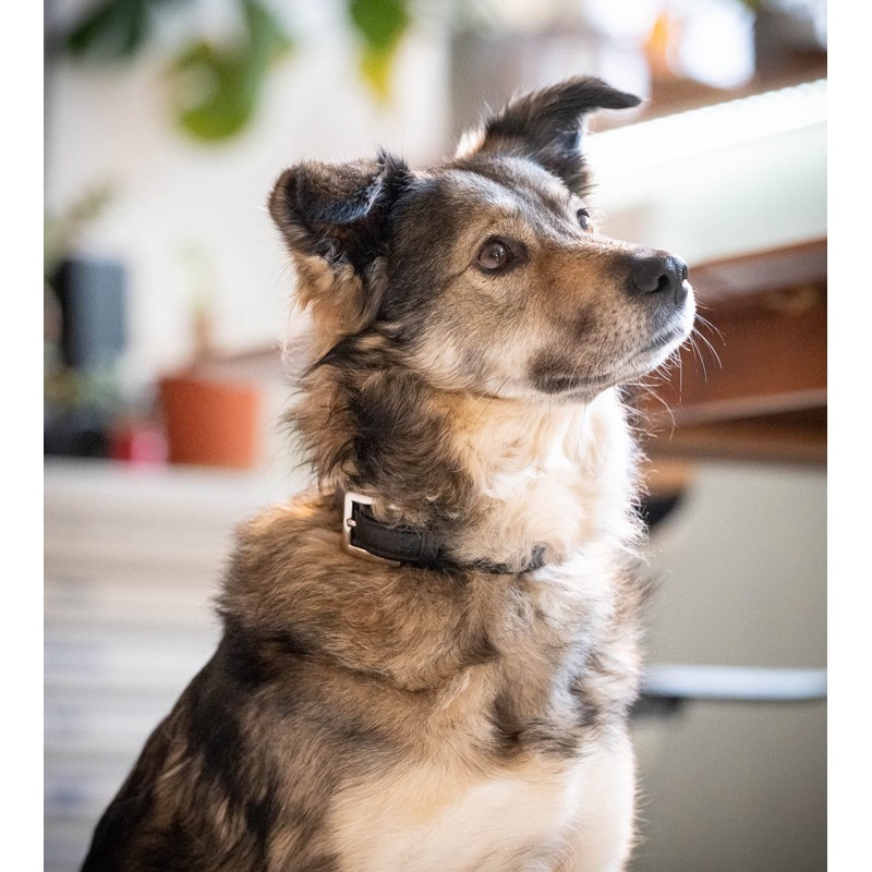 Lilly Premium Leather Dog Collar Calfskin Leather Dog Collar Genuine