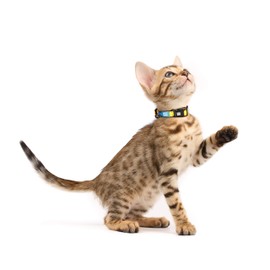 Smart ID Cat Collar - Paradise - 1 Size