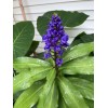 Manoa Hawaii Grown Blue Ginger Dichorisandra Thyrsiflora plant cutting 3