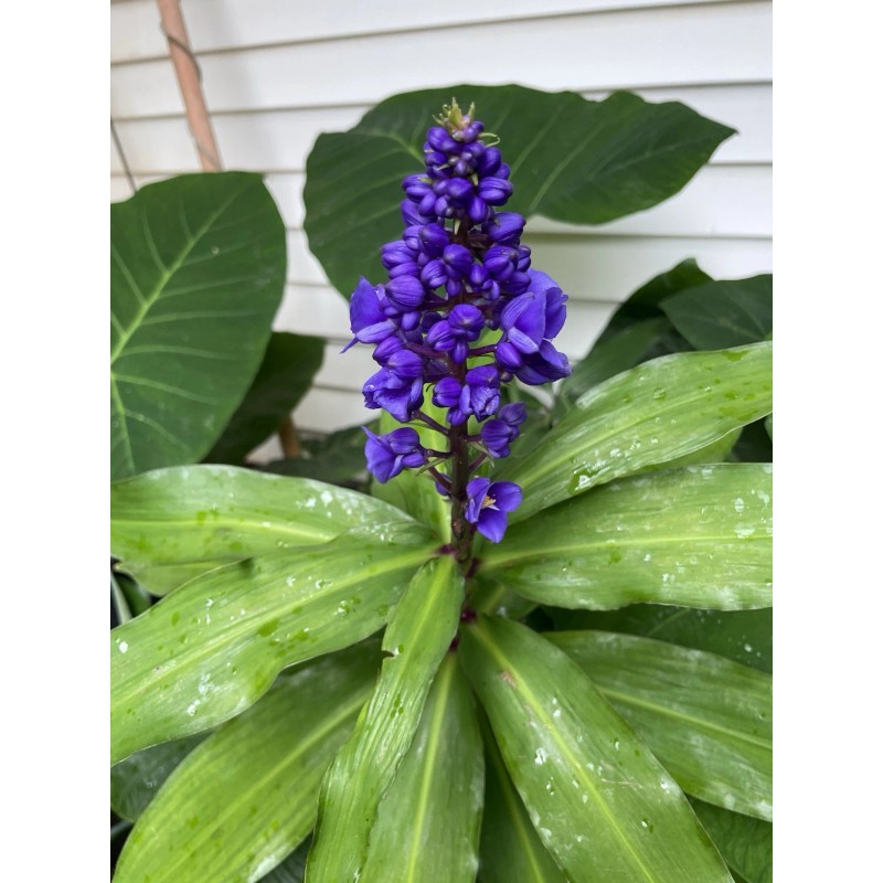 Manoa Hawaii Grown Blue Ginger Dichorisandra Thyrsiflora plant cutting 3