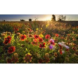 Earthcare Seeds Dryland Xeriscape Flower Mix 3000 Seeds (Annuals and Perennials)