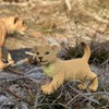 Safari Ltd. Lion Cub Figurine - Lifelike 2.35" Wildlife Figure