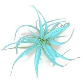 Colored Capitata Air Plant, Tillandsia, Airplant, Air Purification, House Plant, Home Decor & Gift, Live (Aqua)