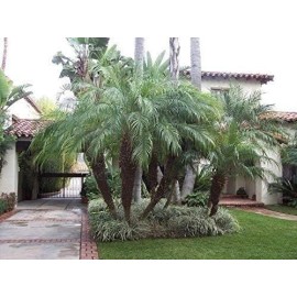 Florida Foliage Phoenix roebelenii | 3 Gallon | Phoenix roebelenii | Low Maintenance | Hardy