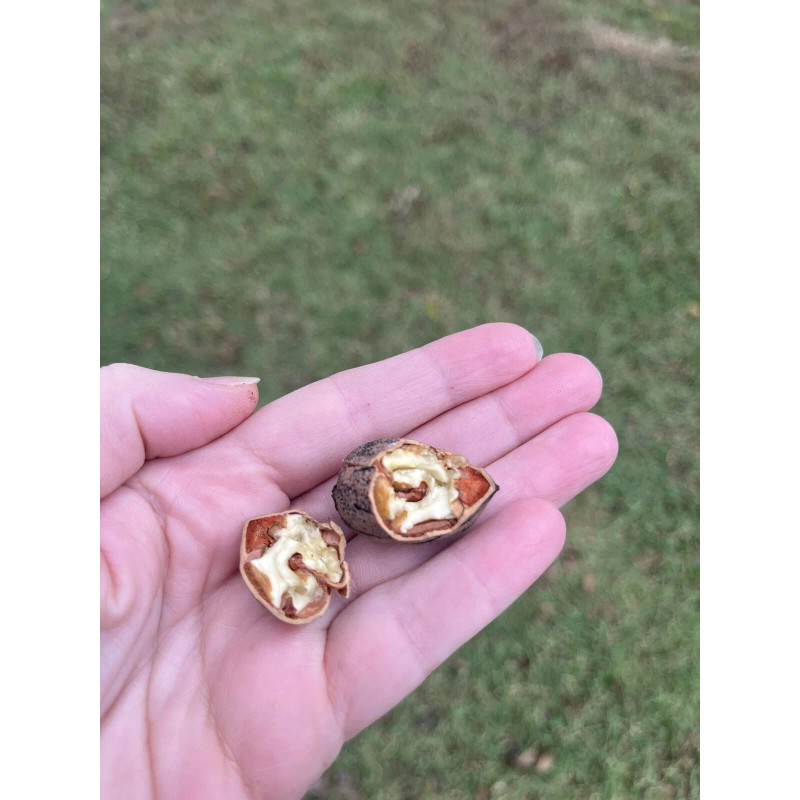 Patrick Creek Farm Texas Native Pecan Tree Seeds 20 Fresh