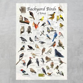 Where's Wildlife Backyard Birds of Iowa Bird Identification Poster (16" x 24")