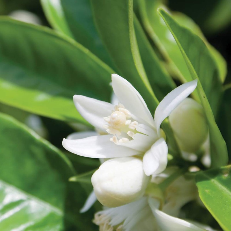 NEAL'S YARD REMEDIES(ニールズヤードレメディーズ) オレンジフラワーウォーター(化粧水) 200ミリリットル (x 1)