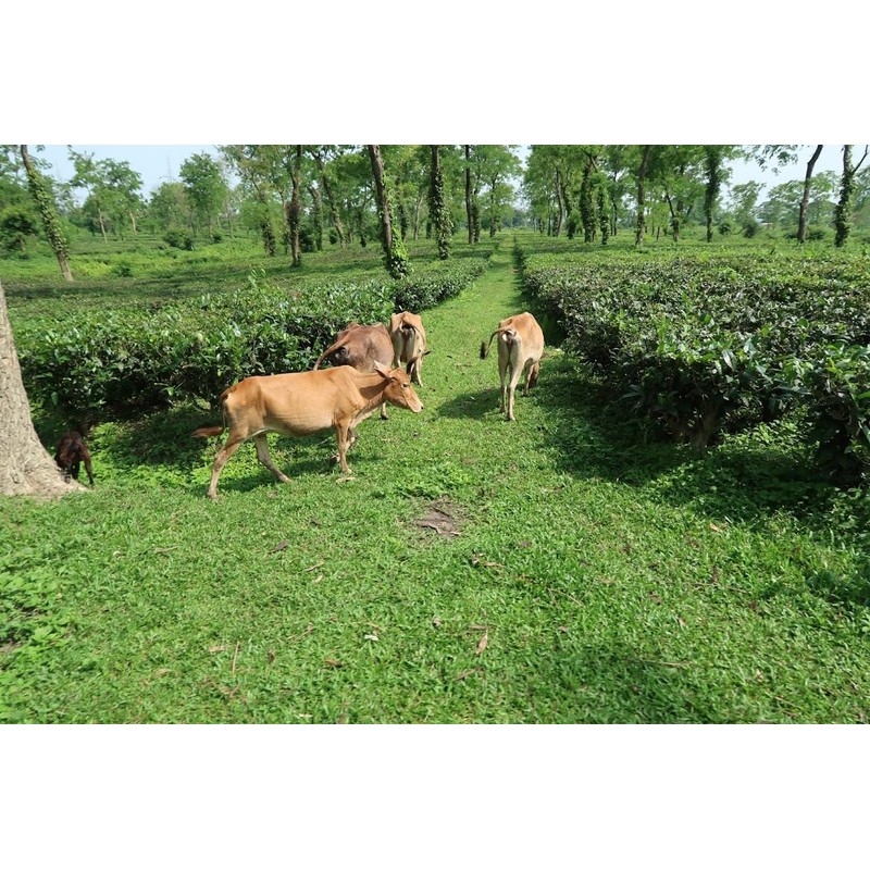 Hatikuri Tea Garden Organic Assam Tea Orthodox