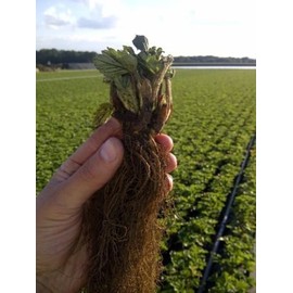 25 SPARKLE Strawberry Plants