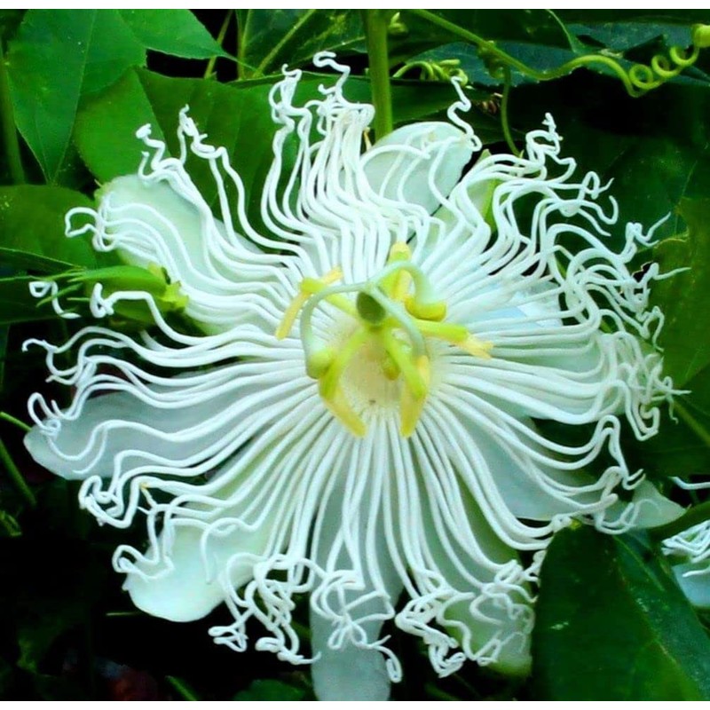 40pcs Passion Flower Seeds Garden Passiflora Potted Plants