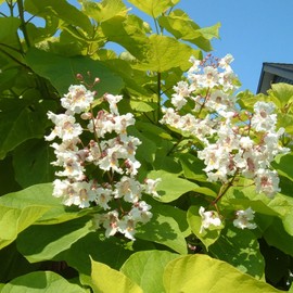 10 Seeds Indian Bean Tree Seeds Southern Cigar Tree Catawba Tree Catalpa Bignonioides Outdoor