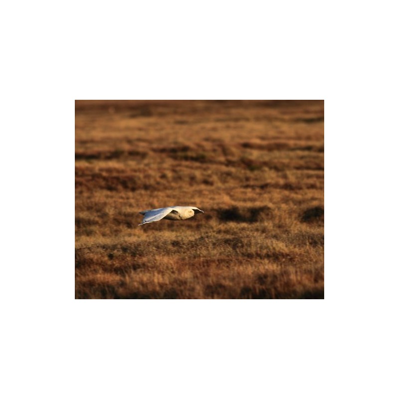 Schnee-Eulen - Schwingen über der Arktis