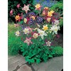 Mr Fothergill's 13701 Flower Seeds, AQUILEGIA McKana Giant Mixed