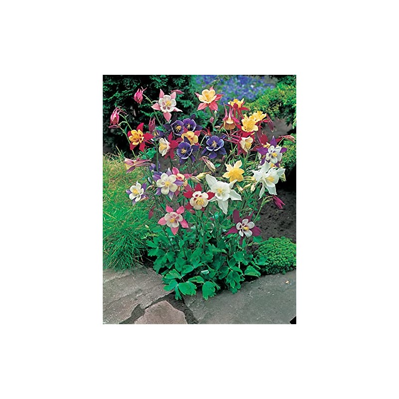 Mr Fothergill's 13701 Flower Seeds, AQUILEGIA McKana Giant Mixed