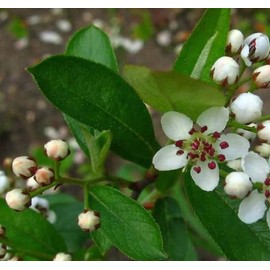 Aronia prunifolia c.s. (Purple Fruited Aronia) Tree Seed, Gentle Fragrance Showy White Flowers, Reddish-Black Berries You Choose The Quantity (10 Packs)