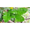 Fresh Kaffir Lime Leaves (Thai Lime Leaves) 2 Oz. ใบมะกรูด