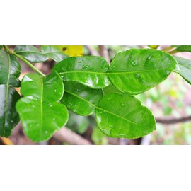 Fresh Kaffir Lime Leaves (Thai Lime Leaves) 2 Oz. ใบมะกรูด