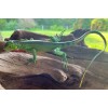 AAA Iguana Baby Replica - AAA