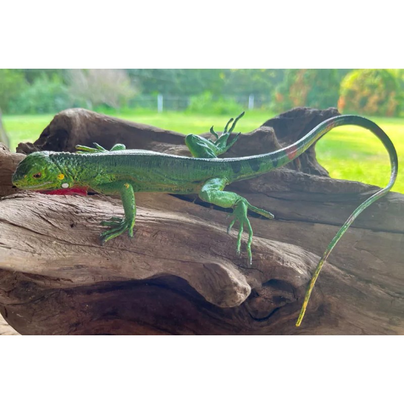AAA Iguana Baby Replica - AAA