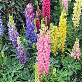 500+ PCS Russell Lupine Seeds Mix Color Wildflower Perennial Giant Lupine Seeds Colorful Plants for Planting