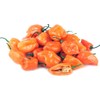Viridis Hortus - 100 x Habanero Caribbean Orange Chilli Pepper