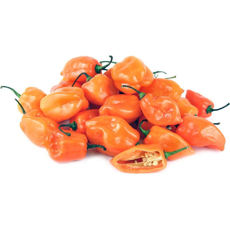 Viridis Hortus - 100 x Habanero Caribbean Orange Chilli Pepper