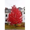 Tree Sun Valley Red Maple Tree - Live Plant -
