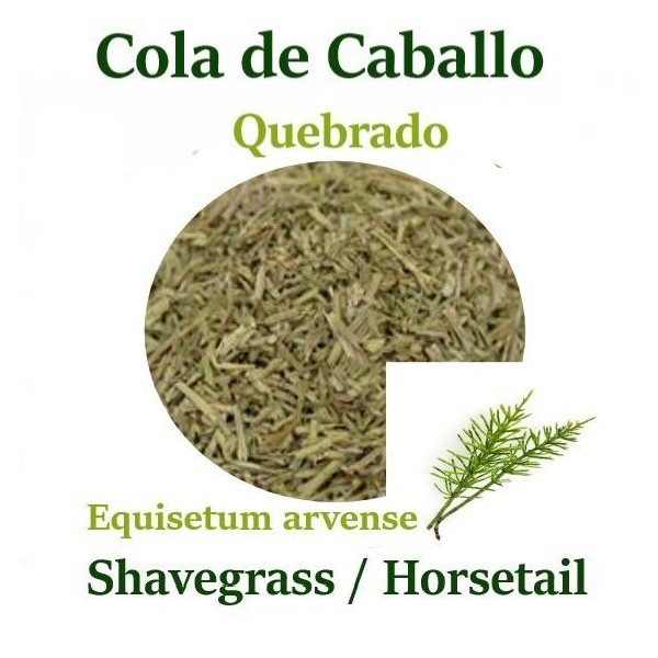 Cola de Caballo Quebrado 4 oz Shavegrass horsetail Cut Equisetum arvense