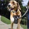 Coastal Pet Walk Right Front-Connect No-Pull Padded Dog Harness -
