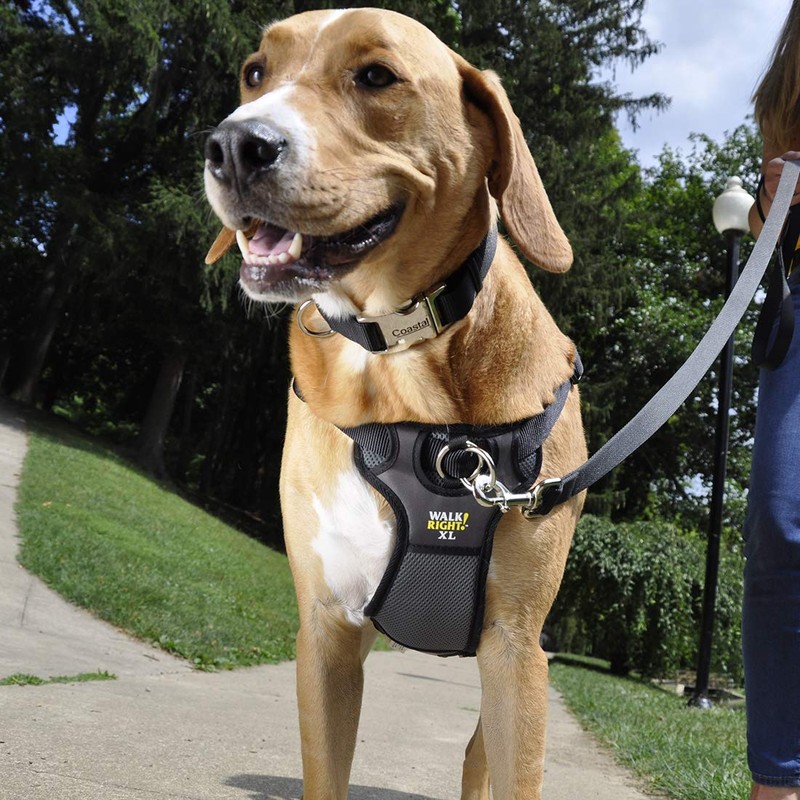 Coastal Pet Walk Right Front-Connect No-Pull Padded Dog Harness -