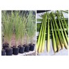 Lemongrass 12 7" Tall Fully Rooted