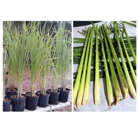 Lemongrass 12 7" Tall Fully Rooted