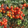 Tomato Cherry Maskotka Cascading Trailing Dwarf Bush Tomato 50+ Seeds