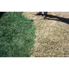 nviroColor 4EverGreen Grass Colorant/Turf Paint – 32 oz Concentrate Covers