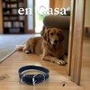 Collar para Perro De Piel Alta Calidad Resistente Entrenamiento Y