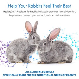 Equa Holistics HealthyGut Probiotics for Rabbits Dietary Supplement, All-Natural Digestive System Formula (120 Servings)