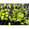 Homemade Skirret (Sium sisarum) – Rare Heirloom Perennial Root Vegetable
