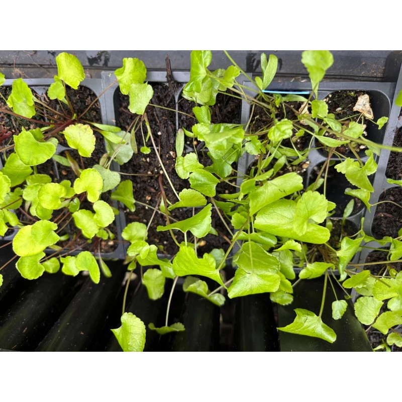 Homemade Skirret (Sium sisarum) – Rare Heirloom Perennial Root Vegetable