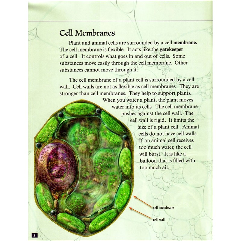 Looking Inside Cells