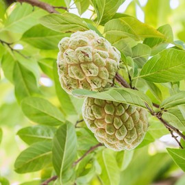 12 Sugar Apple Tree Seeds, Sweetsop Fruit Seeds, Sugar Apple Seeds for Planting Outdoor