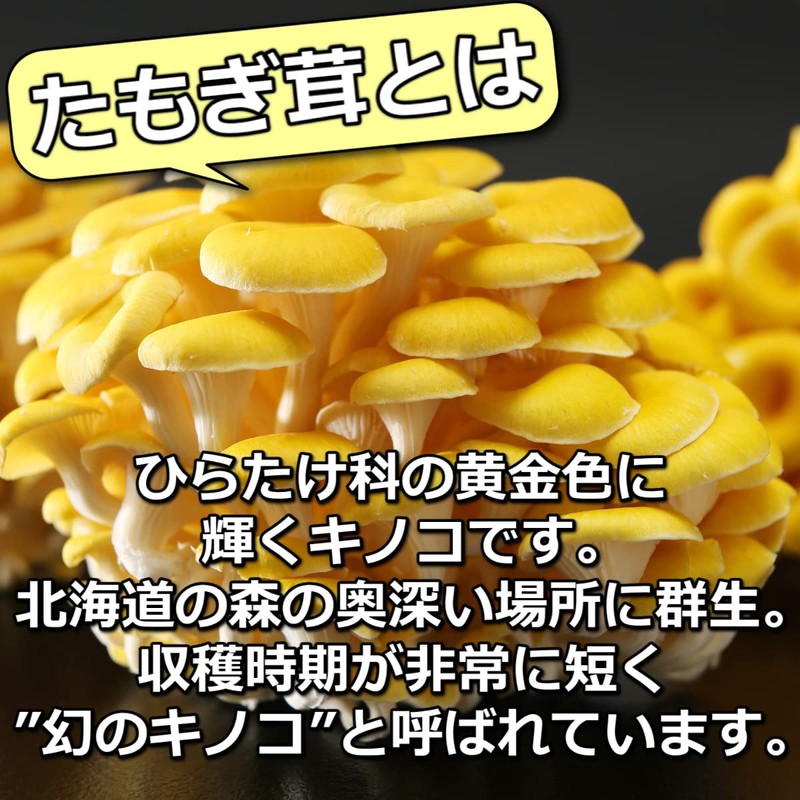 【まとめ買い2袋セット】 京一屋 たもぎ茸 粉末 パウダー 200g ×2袋 北海道産 国産 無農薬