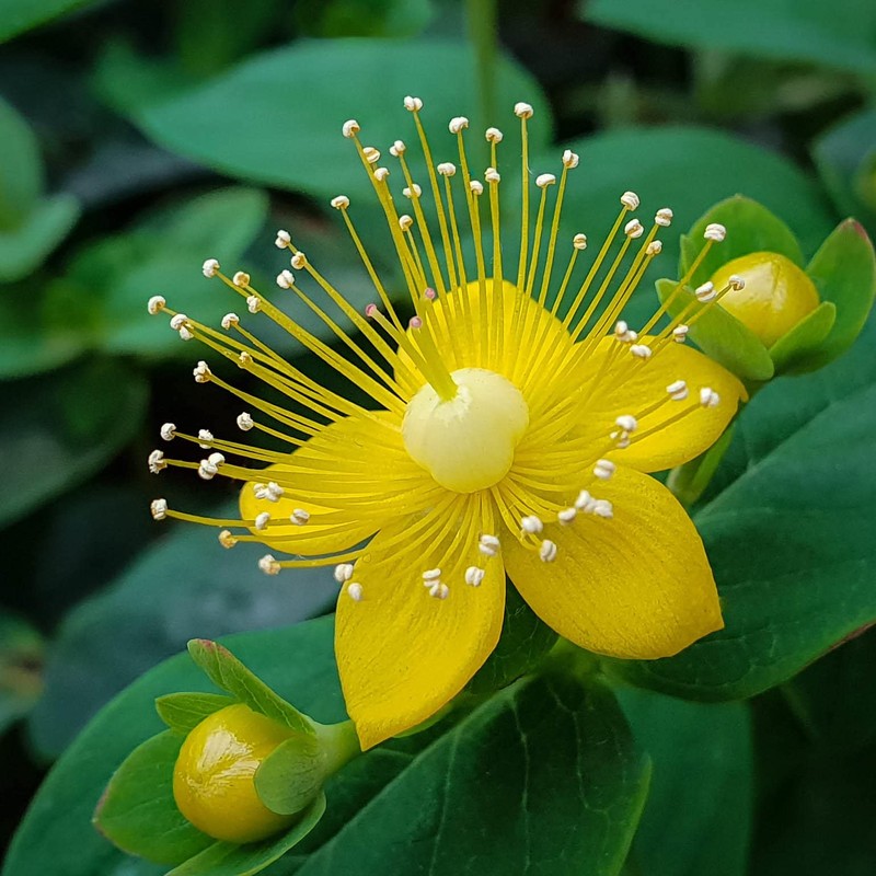 SeedsUP - 1500+ Seeds St. John's Wort (Hypericum perforatum) -